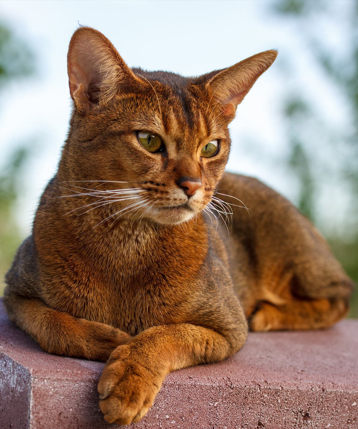 Abyssiner