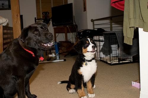 Berner Sennenhund