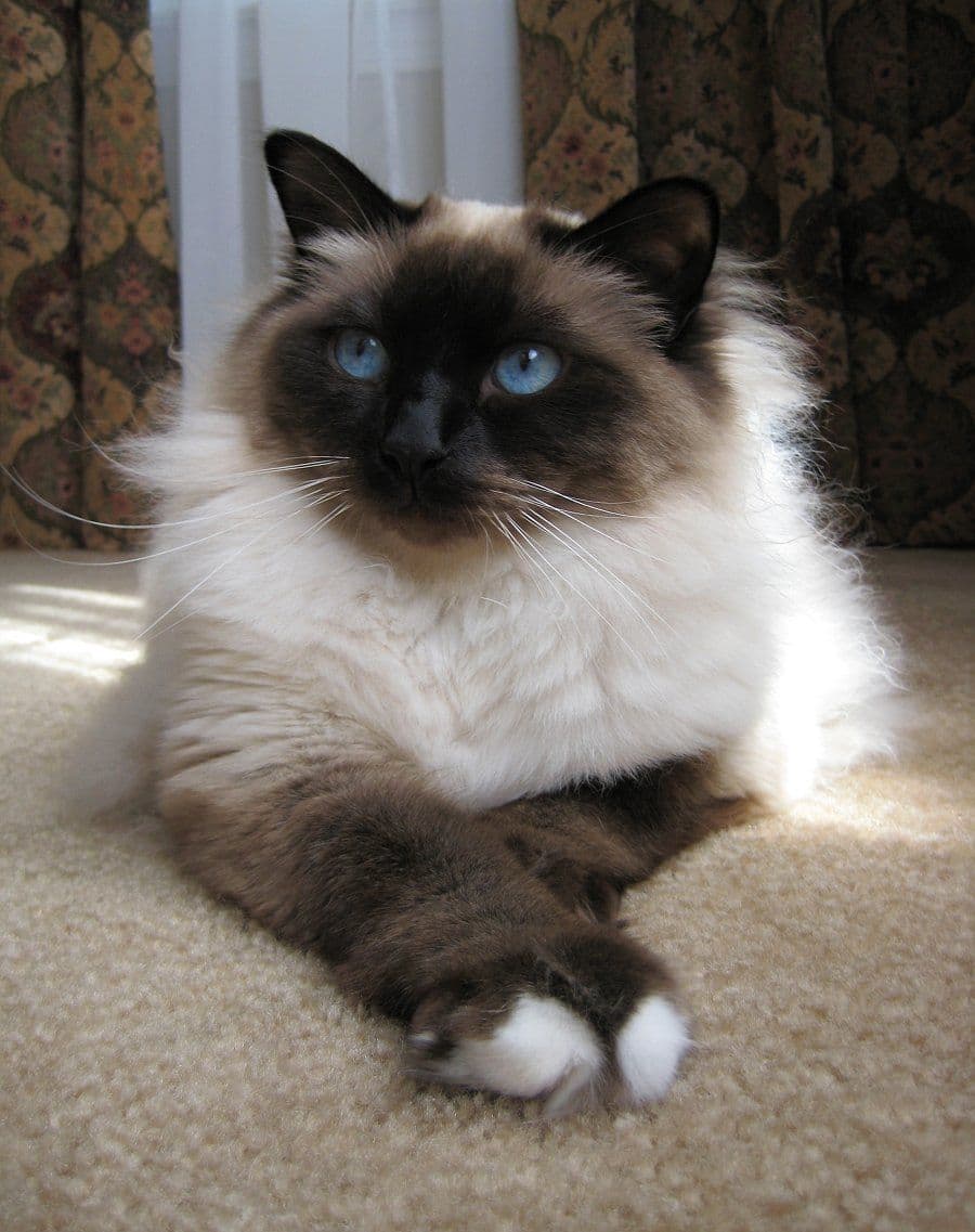 Birmaner
