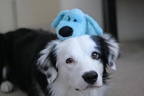 Border Collie