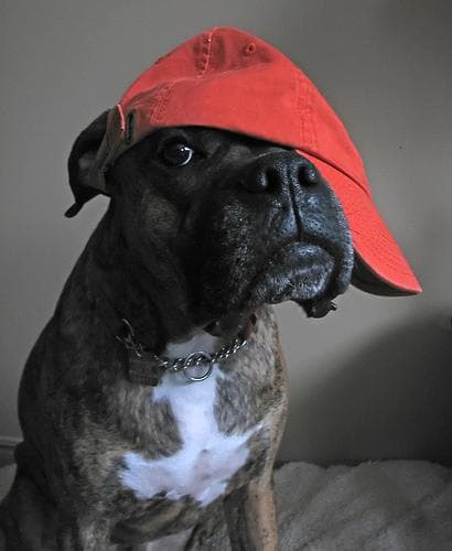 Boxer