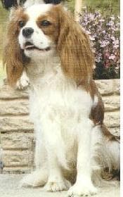 Cavalier King Charles Spaniel