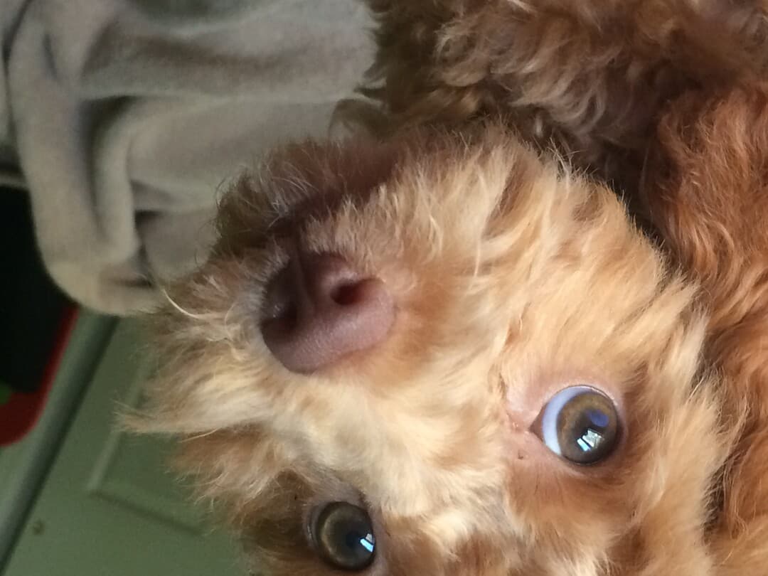 Cockapoo