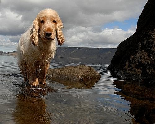 Cocker Spaniel