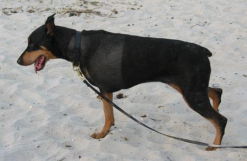 Dobermann
