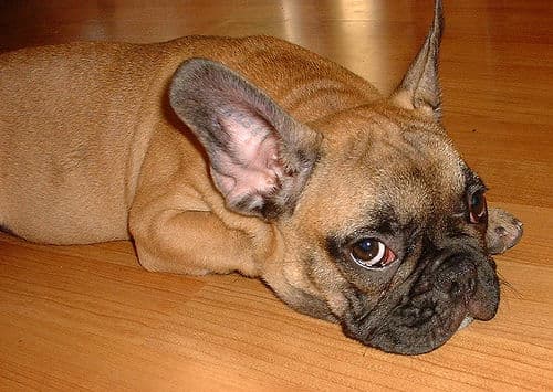 Fransk Bulldog
