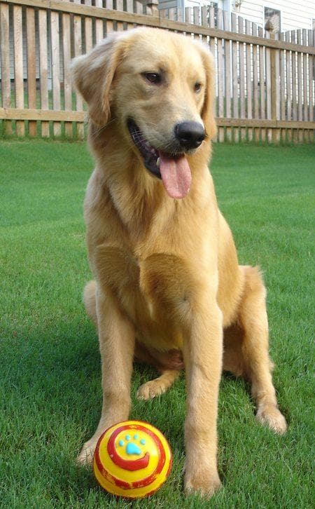 Golden Retriever