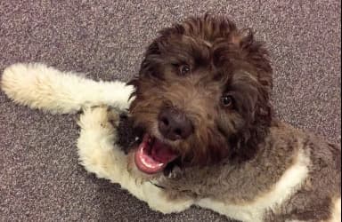 Goldendoodle