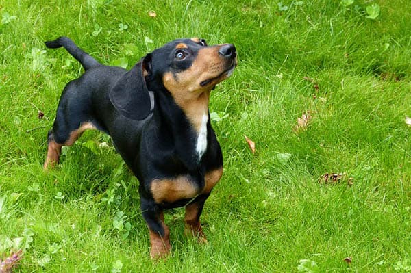 Gravhund