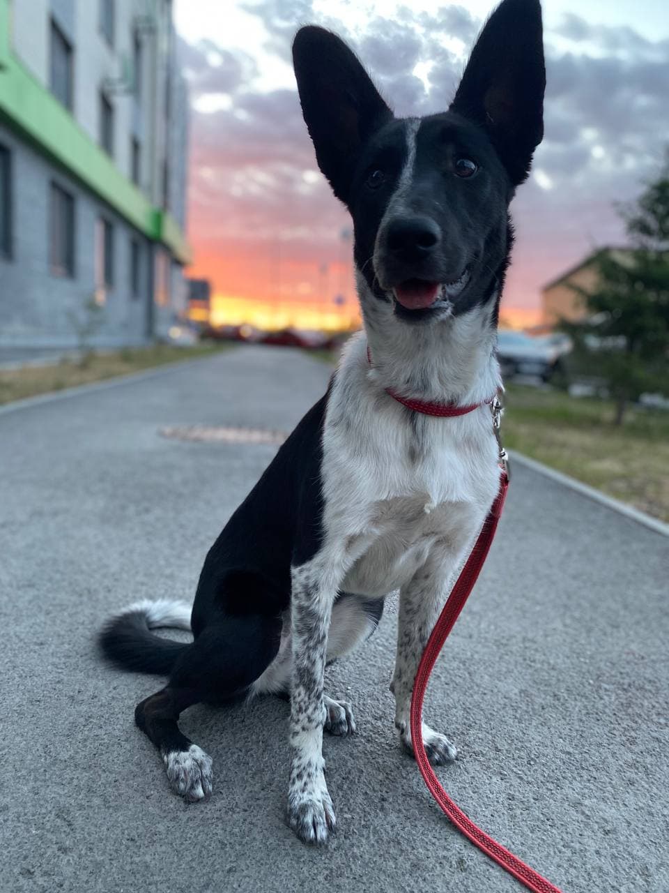 Blandet race (hund)