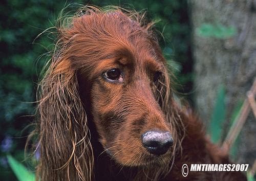 Irsk Setter