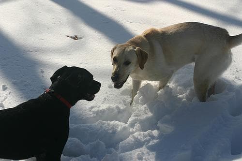 Labrador Retriever