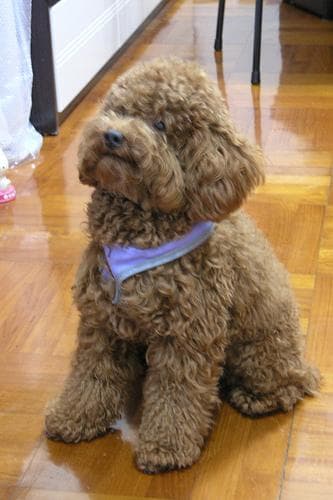 Maltipoo