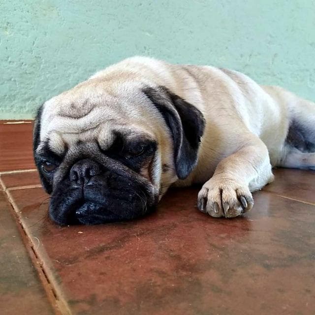 Mops