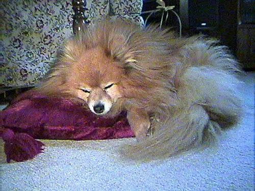 Pommersk Spids