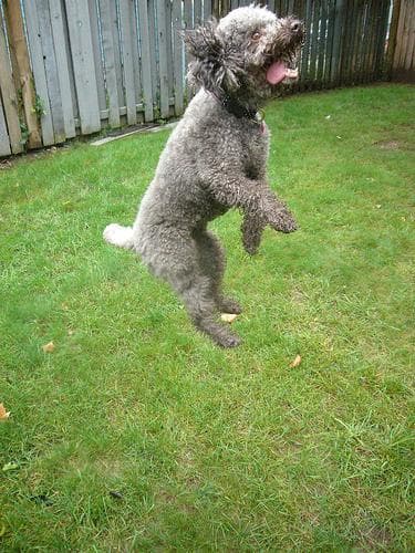 Puddel (Miniature)