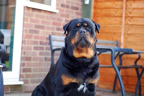 Rottweiler