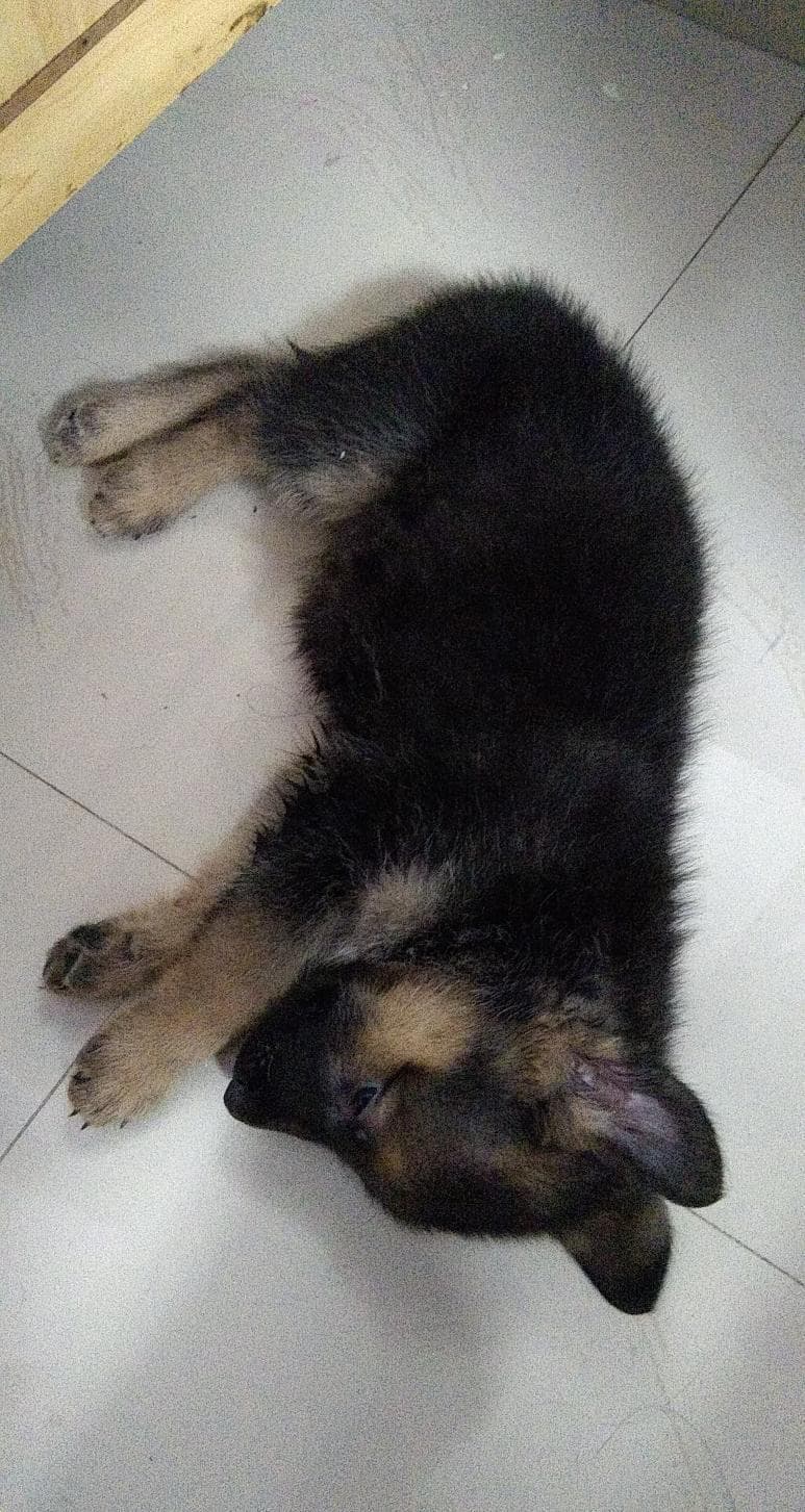 Schæferhund