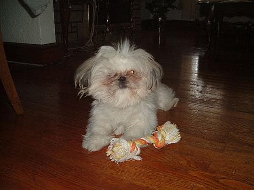 Shih Tzu
