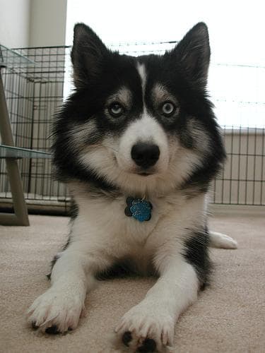Sibirisk Husky