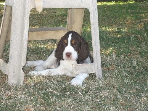 Springer Spaniel