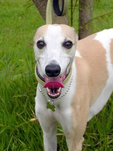 Whippet