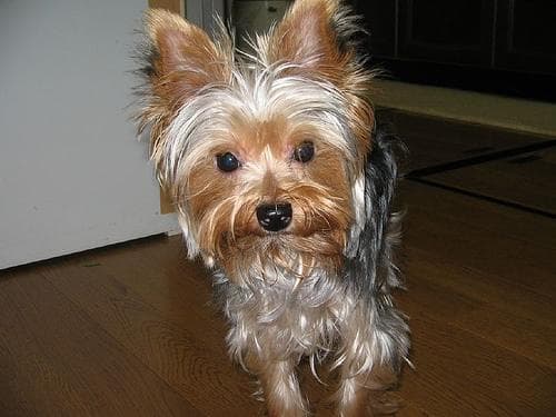 Yorkshireterrier