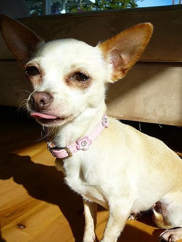 Chihuahua