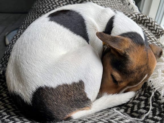 Dansk-Svensk Gårdhund